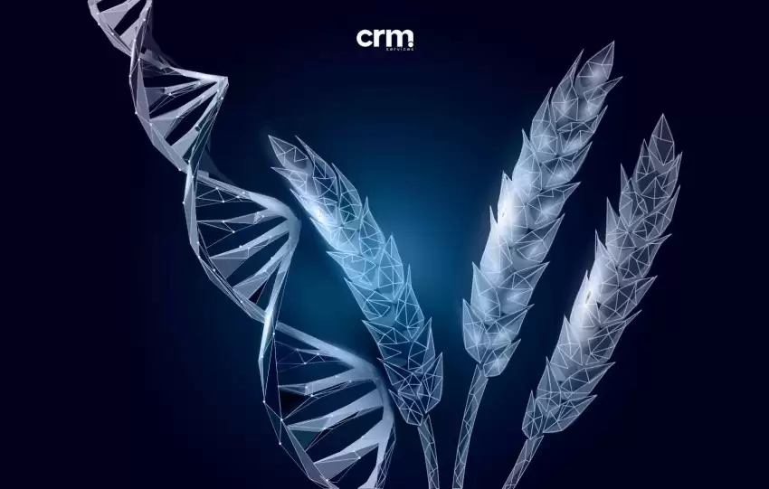 Grãos de trigo e DNA em uma imagem